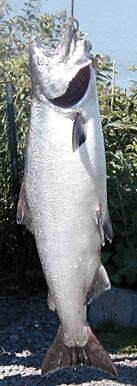 This beautiful bright king salmon was caught in 2002 trolling for salmon in Cook Inlet.